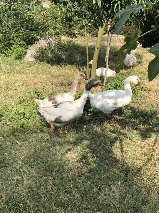 Ovos de pata cairina moschata.