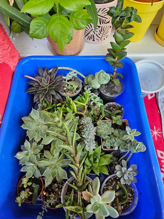 Продам суккуленты
