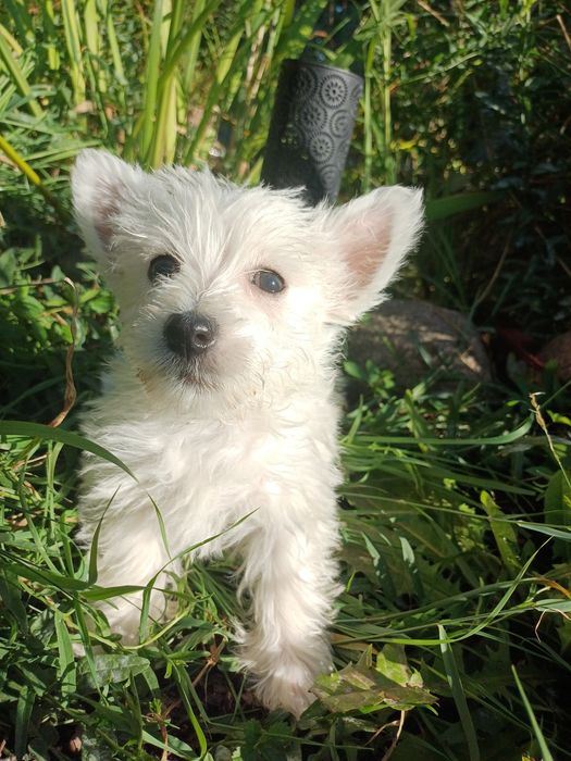 Whest highland white terrier