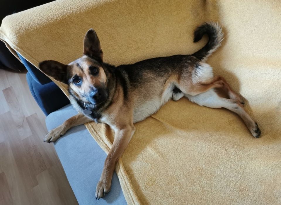 Kochany Franuś szuka domu