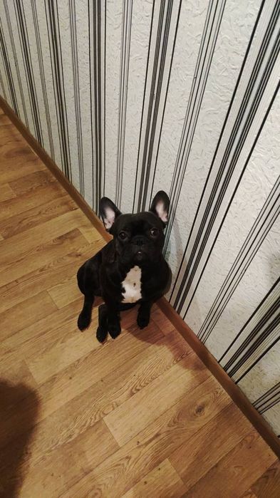 Вязка. Кобель французский бульдог ищет невесту