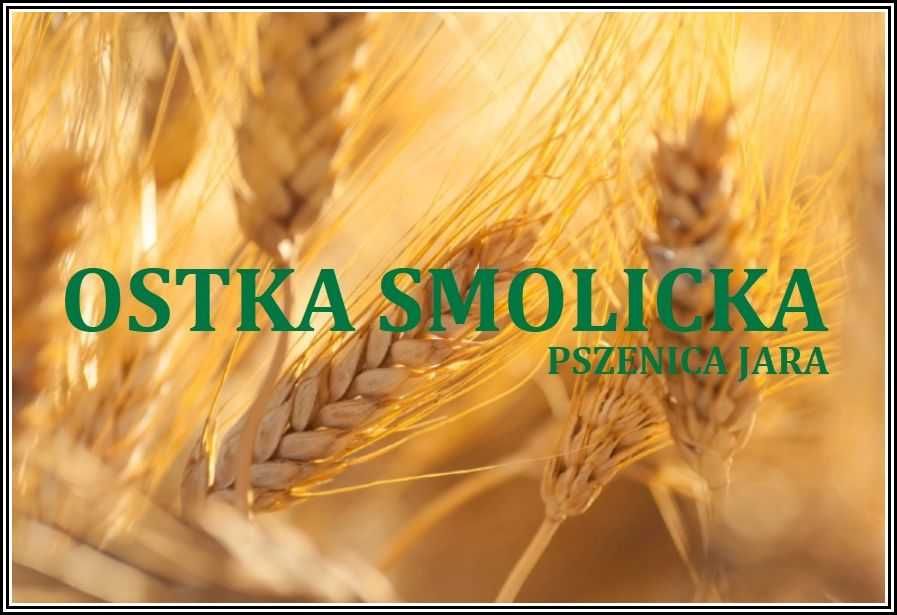 Pszenica Jara OSTKA SMOLICKA - Pszenica Oścista Nasiona Smolice