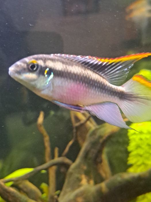 Kribensis Macho para troca