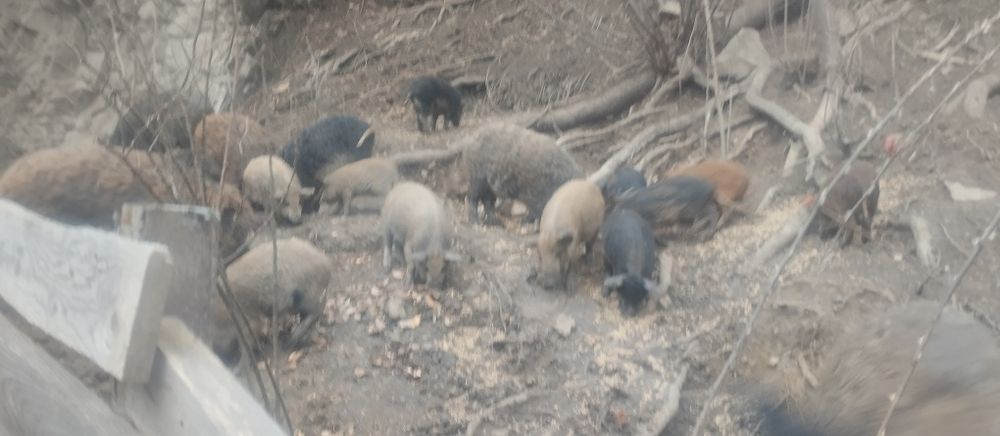 Поросята породи мангал