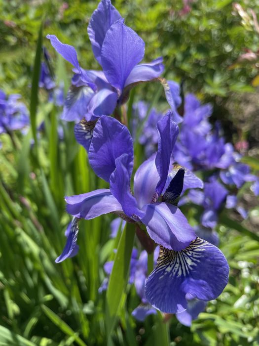 Півники сибірські (Іриси сибірські)