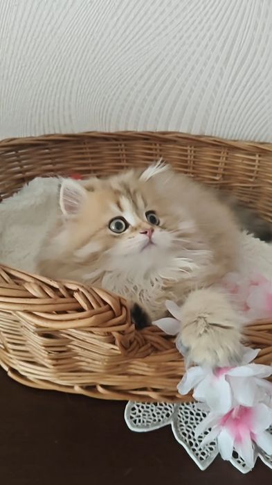 Довгошерстний хлопчик золота шиншила