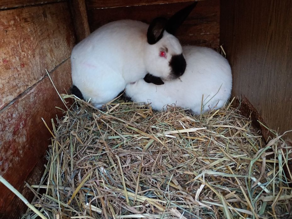 Kroliki Kalifornijskie