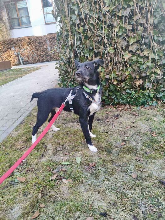 Piesek Kenzo szuka domku