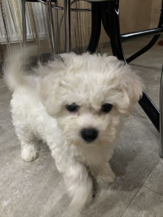 Бішон Фрізе цуценята,щенки Бишон фризе.Доставка по регіону.