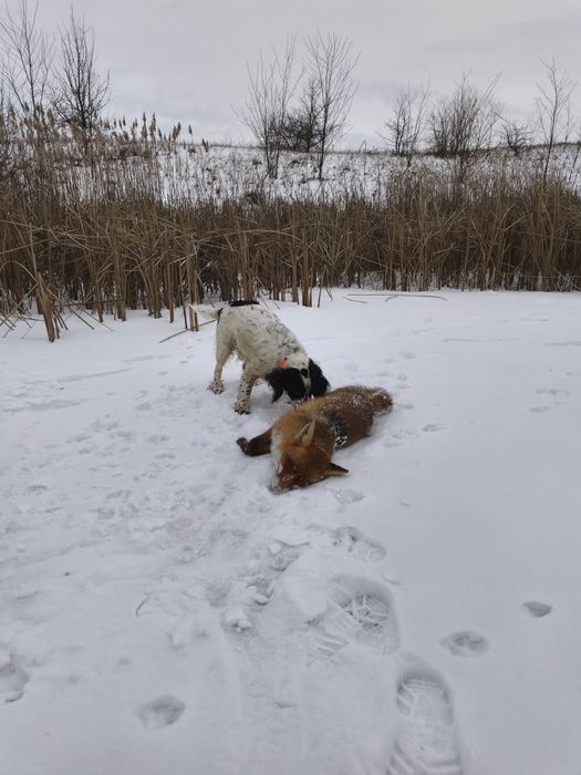 В'язка. Російський мисливський спаніель