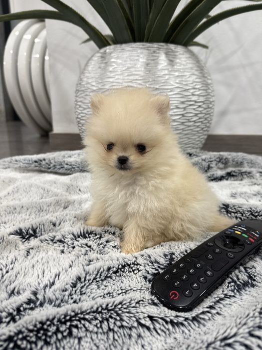 Spitz anão alemão lulu da poumorania menina mini