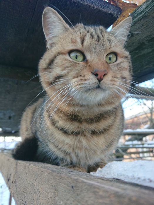 Коты в добрые руки. Июнь, 2023