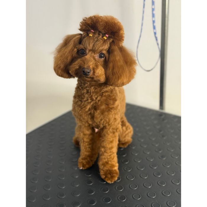 Dog Style / грумінг-салон/ грумер / стрижка собак та котів