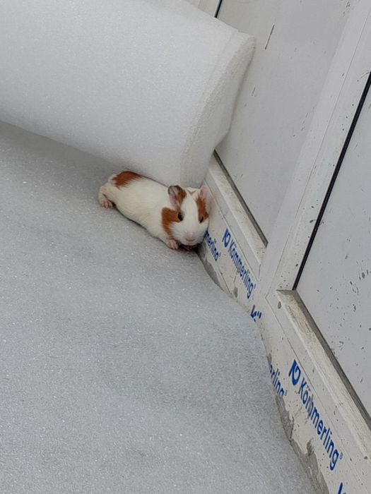 Морська свинка продам