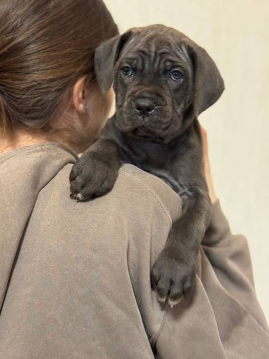 Cane Corso щенки
