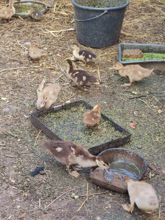 Качки шипуни індокачки мускусні