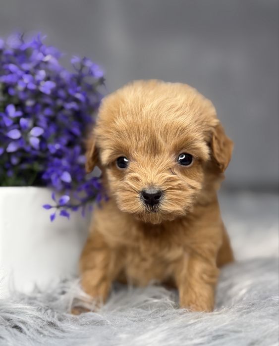 Девочка мальтипу Baby face