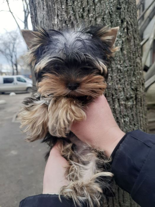 Микро Мальчик Йоркширский терьер