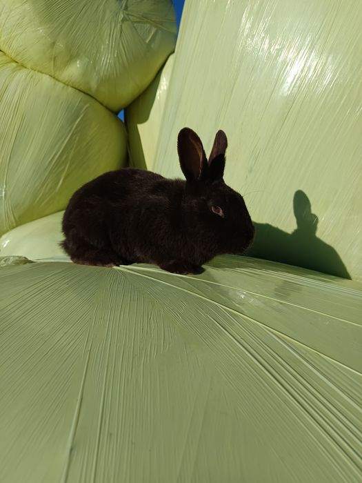 Sprzedam samca kuny wielkiej