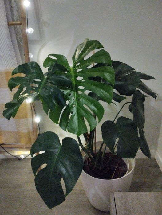 Monteras deliciosa