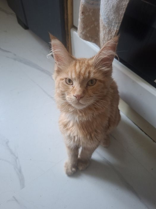 Maine  Coon kocur 6 miesiecy z hodowli