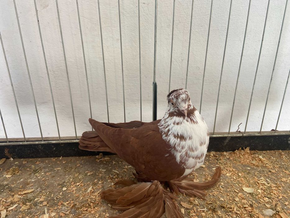 Widym samiec koroniaty