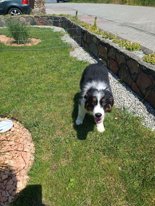 Border Collie – szczeniak