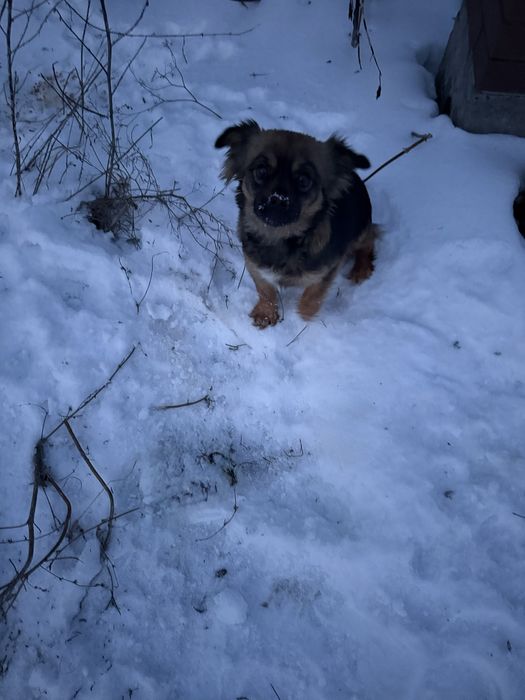 Песики шукають родину