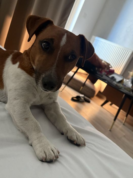 Pies Jack Russel Terier krycie Reproduktor