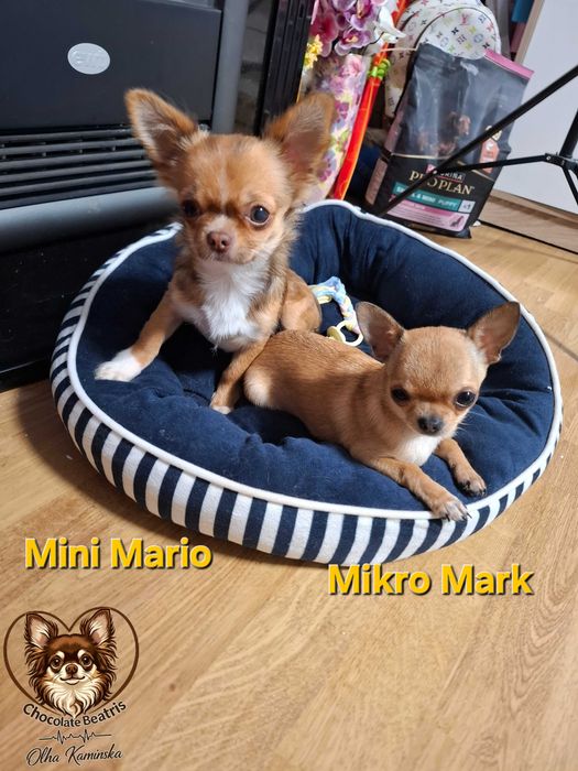 Mario – długowłosy piesek w typie „mini” (waga 1,7 kg) oraz Mark – krótkowłosy piesek w typie „mikro” (waga 1,2 kg).