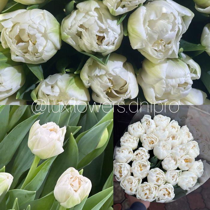 Тюльпан ОПТ, букети
