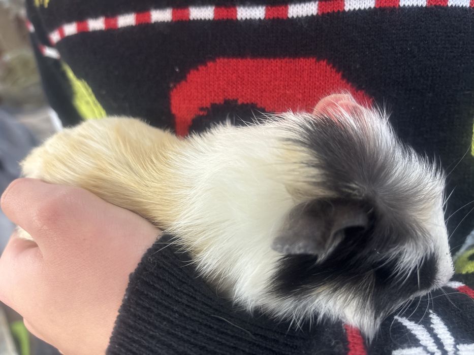 Świnki morskie samce 6 tygodni, kawie domowe