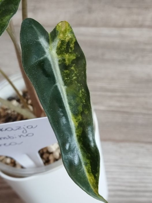 Alokazja Bambino Aurea