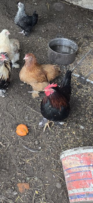 Koguty liliputy cwerki