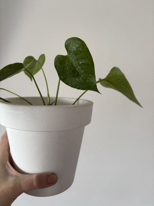 Красула кімнатна рослина вазонок ,денежное дерево