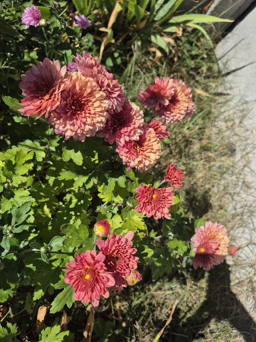 Хрезантема  зі свого саду