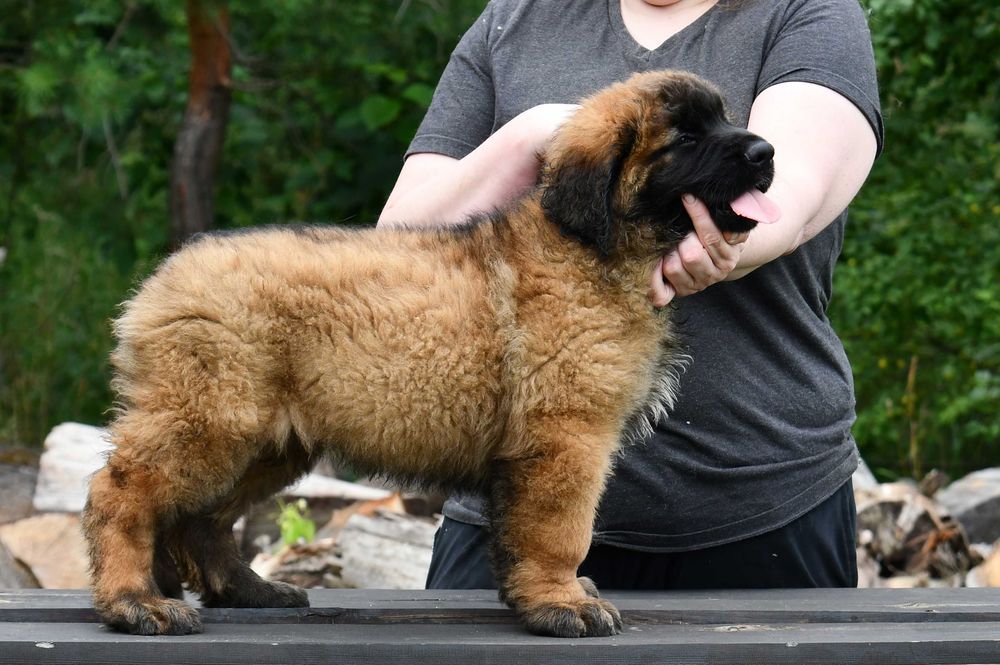 Leonberger szczeniak