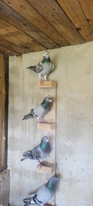 Pombos Correios (Cerca de 25 aves)
