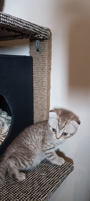 Scottish Fold macho