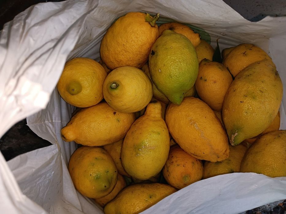 Limões biológicos 50 cêntimos kg