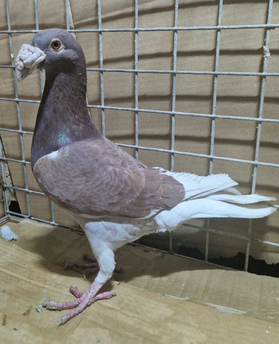 Gołębie staropolski