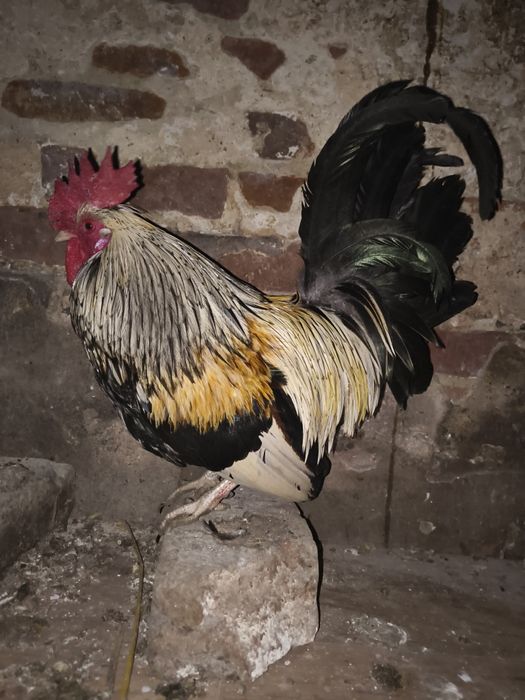Liliputy  koguciki niebieski i pomarańcz