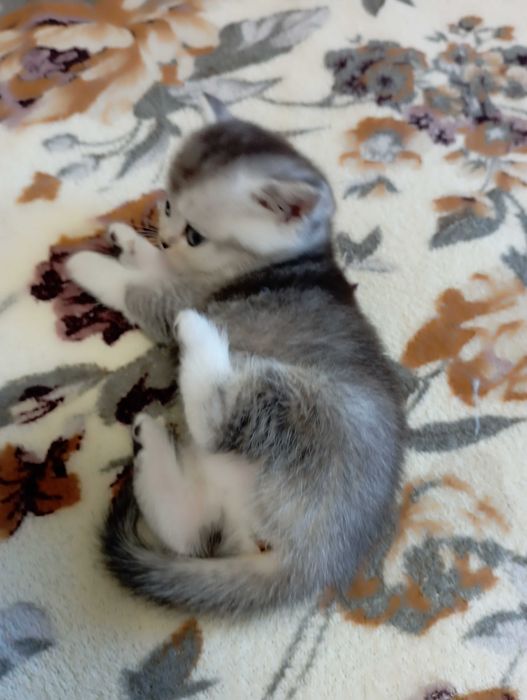 Шотландське кошеня