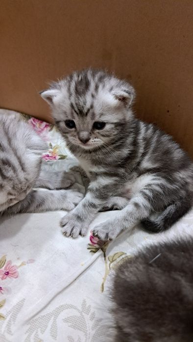 Котята Скотиш Фолд и Скотиш страйт