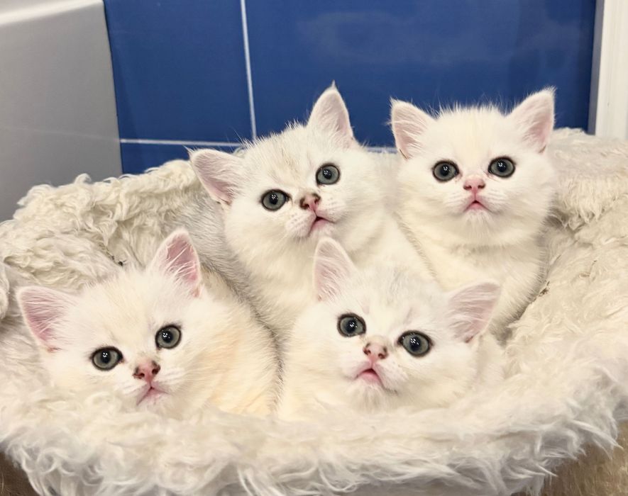 Британські кошенята, срібної шиншили.