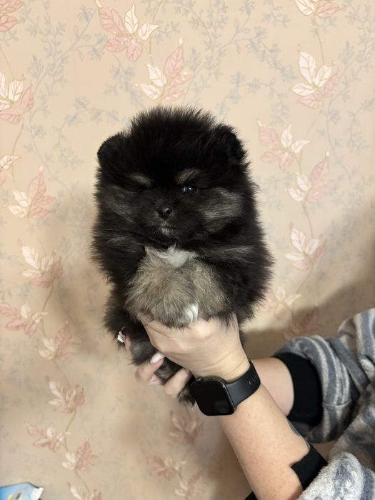 Мальчик померанский шпиц черноподпалый