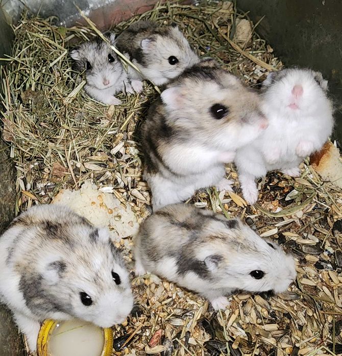 Джунгарський хом’як