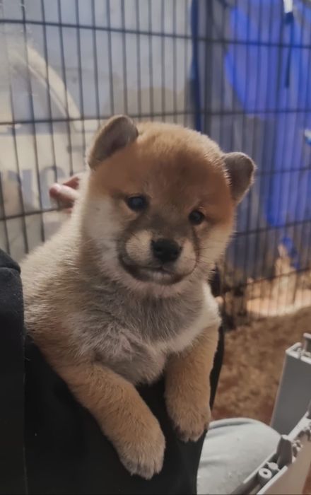 Shiba Inu Japonês