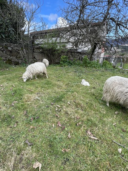 Ovelha churra do minho