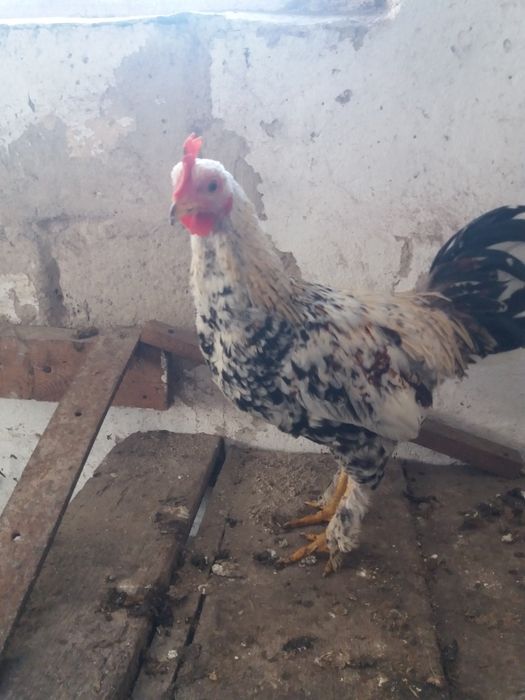 Корольки Бентамки півники